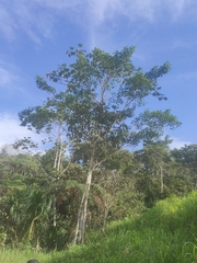 Handroanthus chrysanthus