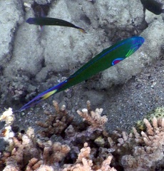 Thalassoma lunare