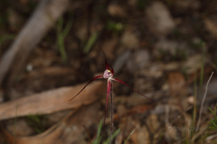 Caladenia chapmanii
