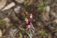 Caladenia chapmanii