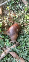 Megalobulimus