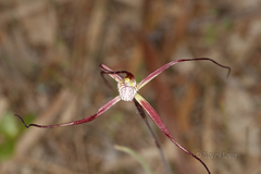 Caladenia chapmanii