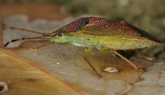 Acanthosomatidae