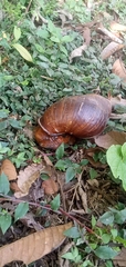 Megalobulimus