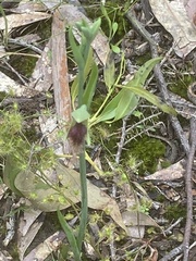 Calochilus robertsonii