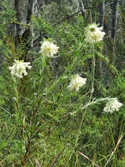 Pimelea octophylla