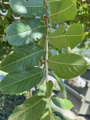 Lagerstroemia indica