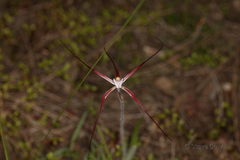 Caladenia denticulata