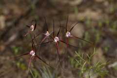 Caladenia denticulata