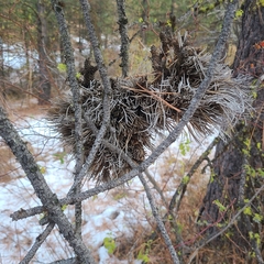 Arceuthobium campylopodum