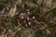 Caladenia denticulata