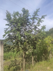 Muntingia calabura