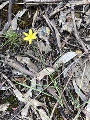 Tricoryne elatior