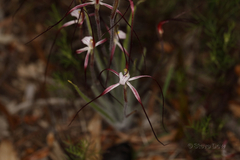 Caladenia denticulata