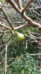Ficus erecta beecheyana