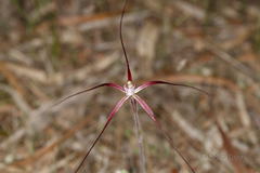 Caladenia denticulata