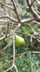 Ficus erecta beecheyana