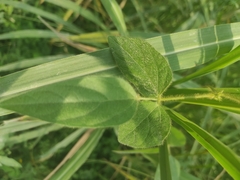 Phaseolus vulgaris