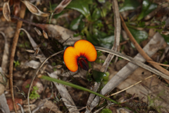 Isotropis cuneifolia