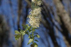 Hakea prostrata