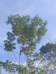 Cecropia obtusifolia
