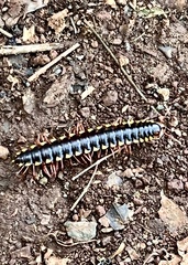 Asiomorpha coarctata