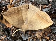 Simplicia armatalis