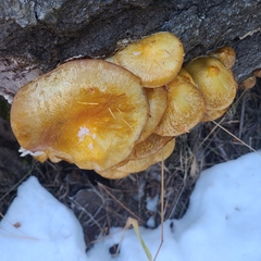Pholiota aurivella