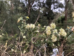 Melaleuca squarrosa