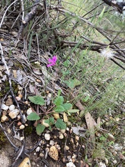 Pelargonium rodneyanum
