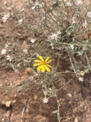 Heterotheca hirsutissima