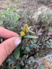 Solidago leiocarpa