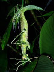 Heteropteryx dilatata