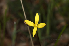 Pauridia occidentalis