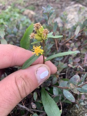 Solidago leiocarpa