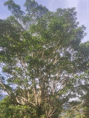 Handroanthus chrysanthus