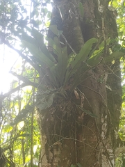 Niphidium crassifolium