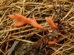 Homaxinella amphispicula