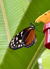 Heliconius hecale