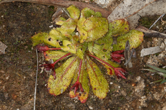 Drosera bulbosa