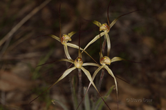 Caladenia xantha