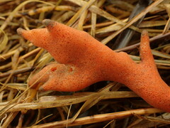 Homaxinella amphispicula