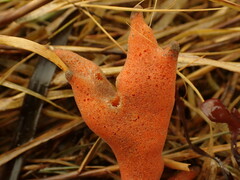 Homaxinella amphispicula