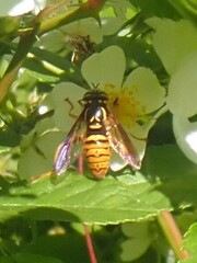 Spilomyia alcimus