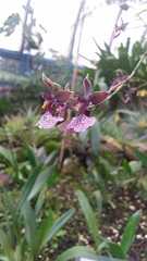 Caucaea phalaenopsis