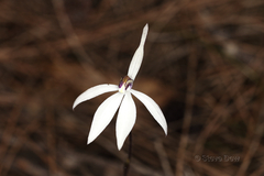 Caladenia saccharata