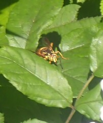 Spilomyia alcimus