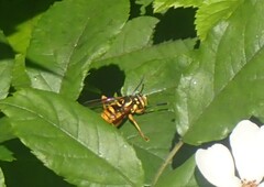 Spilomyia alcimus