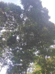 Cavanillesia platanifolia