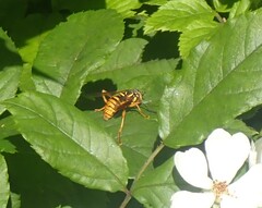Spilomyia alcimus